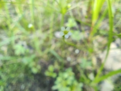 Androsace filiformis