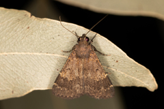 Hydrillodes funestalis