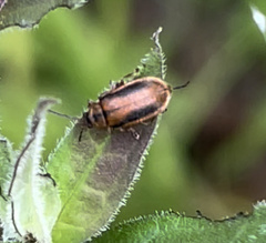 Galerucella calmariensis
