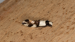 Monopis icterogastra