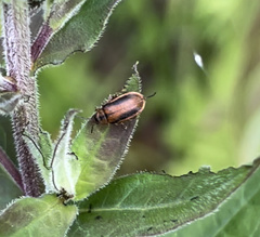 Galerucella calmariensis