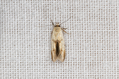 Stathmopoda liporrhoa