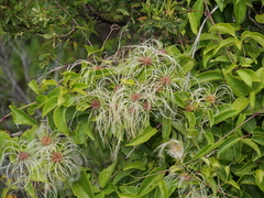 Clematis pubescens