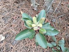 Arbutus