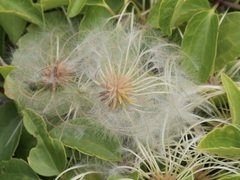Clematis pubescens