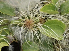 Clematis pubescens