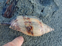 Alcithoe arabica