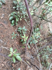Arbutus