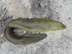 Gymnothorax funebris