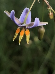 Dianella callicarpa