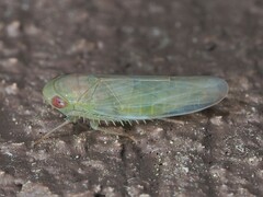 Chlorotettix tunicatus