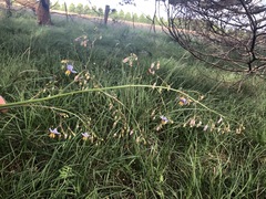 Dianella callicarpa