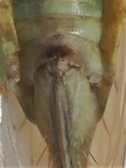 Chlorotettix tunicatus