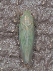 Chlorotettix tunicatus