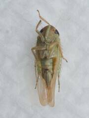 Chlorotettix tunicatus