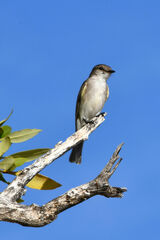 Eopsaltria pulverulenta