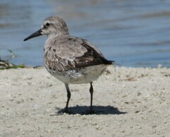 Calidris tenuirostris