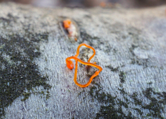 Quaternaria quaternata