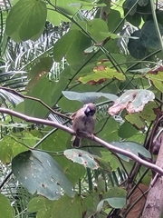 Pterorhinus perspicillatus