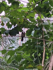 Pterorhinus perspicillatus