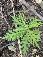 Senecio bipinnatisectus