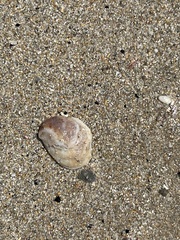 Bostrycapulus pritzkeri