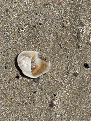 Bostrycapulus pritzkeri