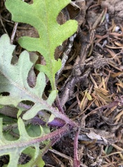 Senecio bipinnatisectus