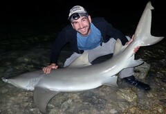 Negaprion brevirostris