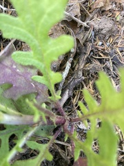 Senecio bipinnatisectus