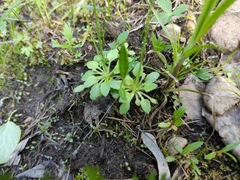 Androsace filiformis