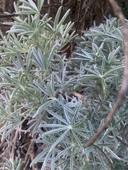 Lupinus albifrons