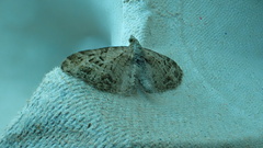 Eupithecia exiguata
