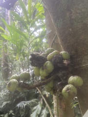 Ficus benguetensis