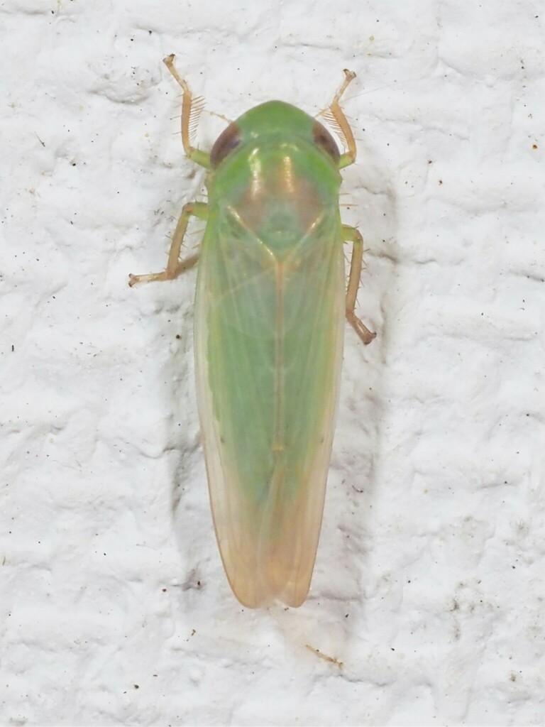 Chlorotettix vacunus