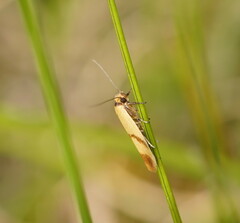 Plectobela ecliptica