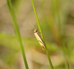 Plectobela ecliptica