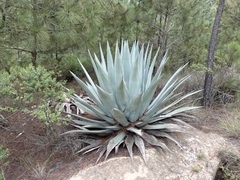 Agave applanata