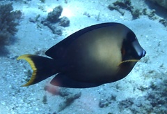 Acanthurus pyroferus
