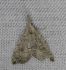 Trigonistis asthenopa