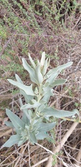 Atriplex cinerea