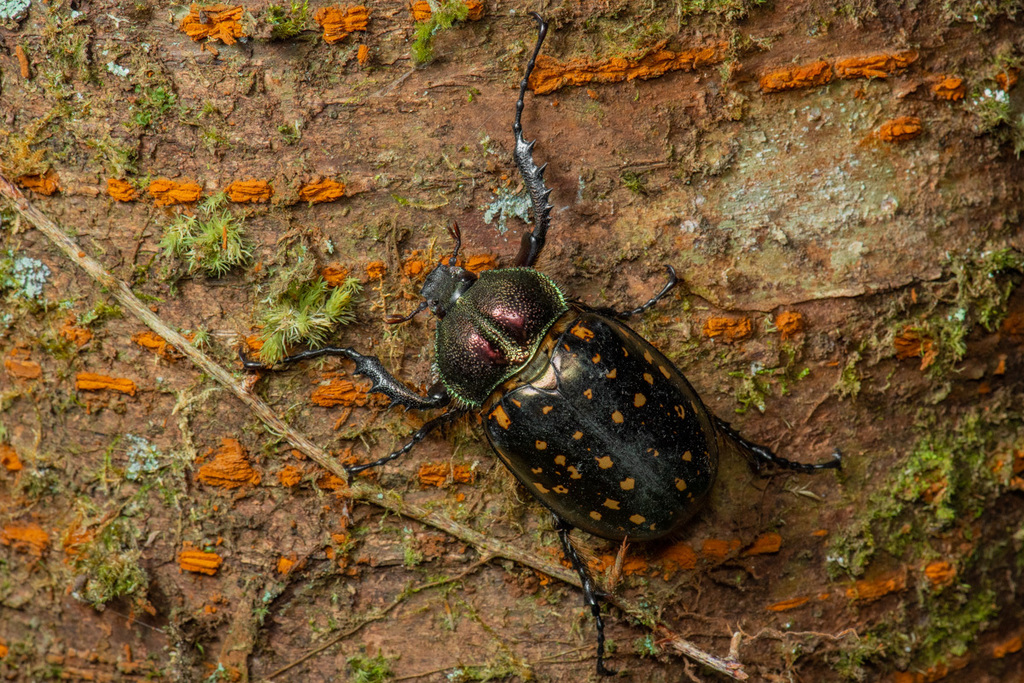 Formosan Long-armed Scarab (Cheirotonus formosanus) · iNaturalist