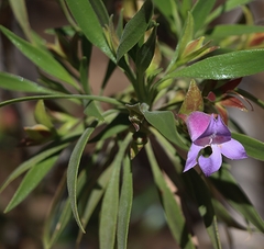 Eremophila freelingii