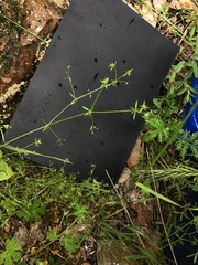 Galium gaudichaudii gaudichaudii