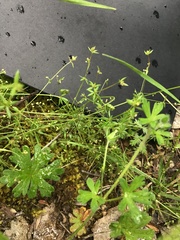 Galium gaudichaudii gaudichaudii
