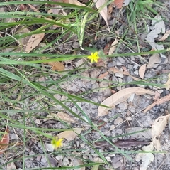 Tricoryne anceps pterocaulon