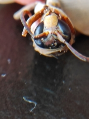 Polistes stigma