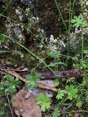 Galium gaudichaudii gaudichaudii