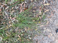 Tricoryne anceps pterocaulon