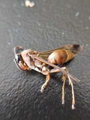 Polistes stigma